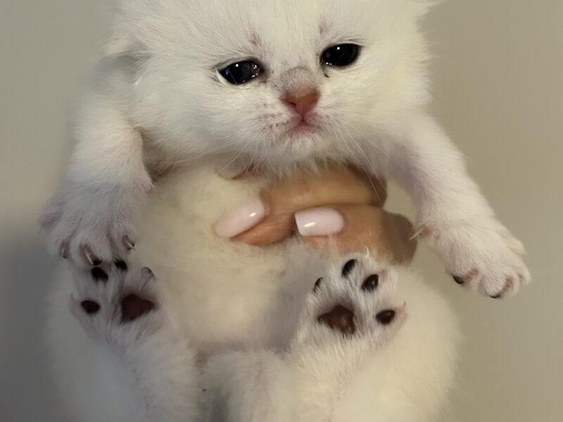 Scottish fold kitties