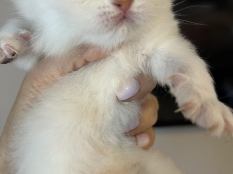 Scottish fold kitties