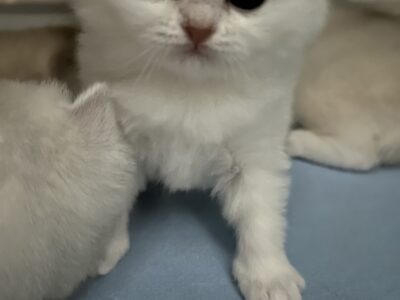 Scottish fold kitties