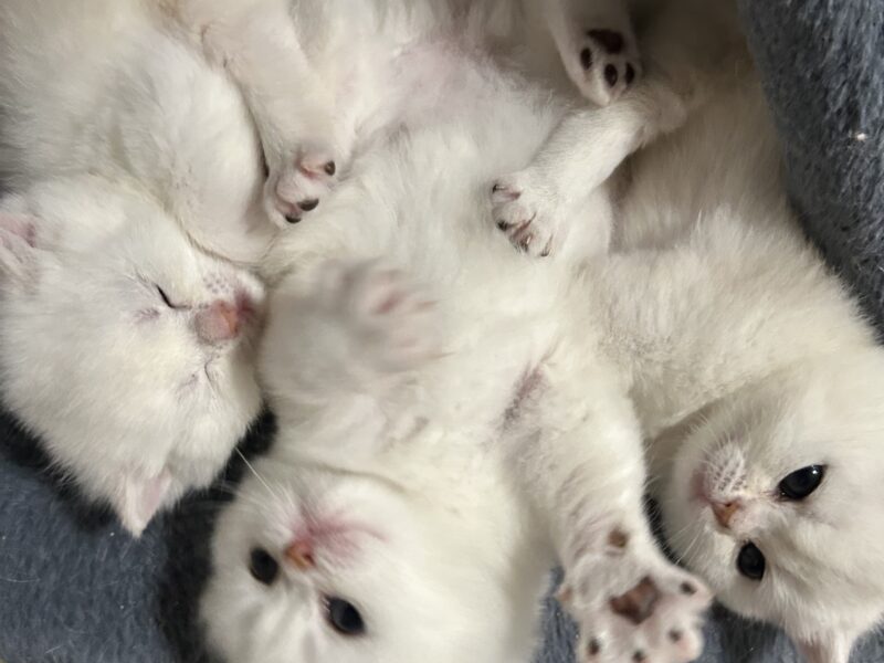 Scottish fold kitties