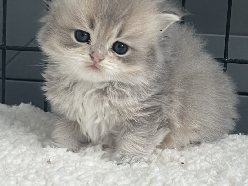 british kittens
