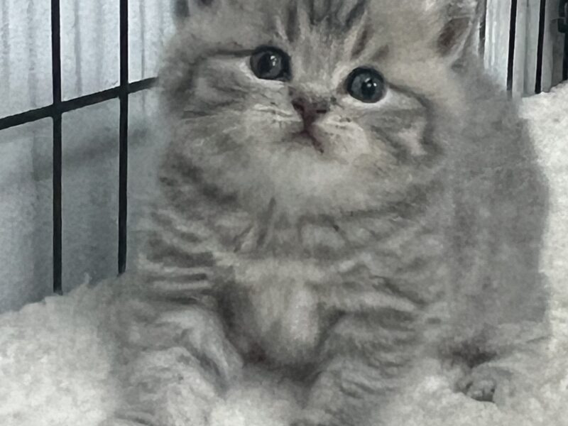 british kittens