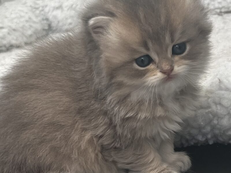 british kittens
