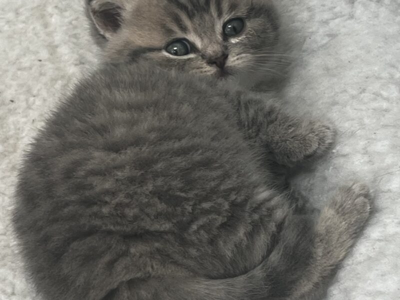 british kittens
