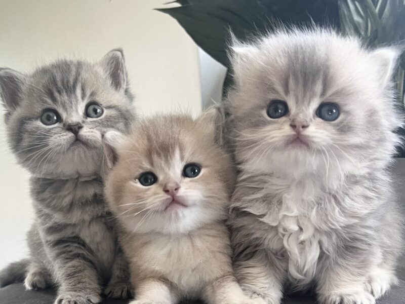british kittens