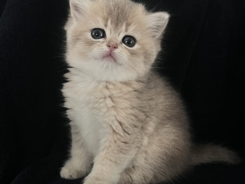 british kittens