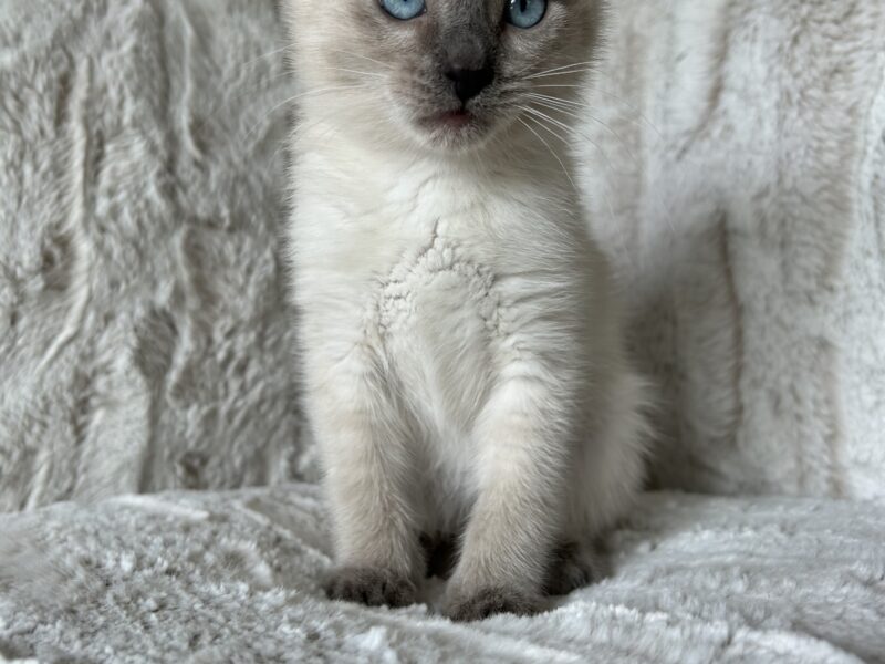 Siamese mix kittens
