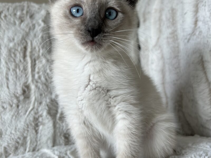 Siamese mix kittens