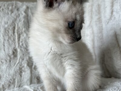 Siamese mix kittens