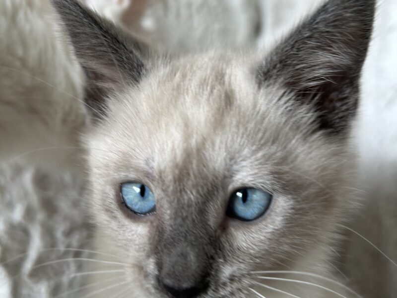 Siamese mix kittens