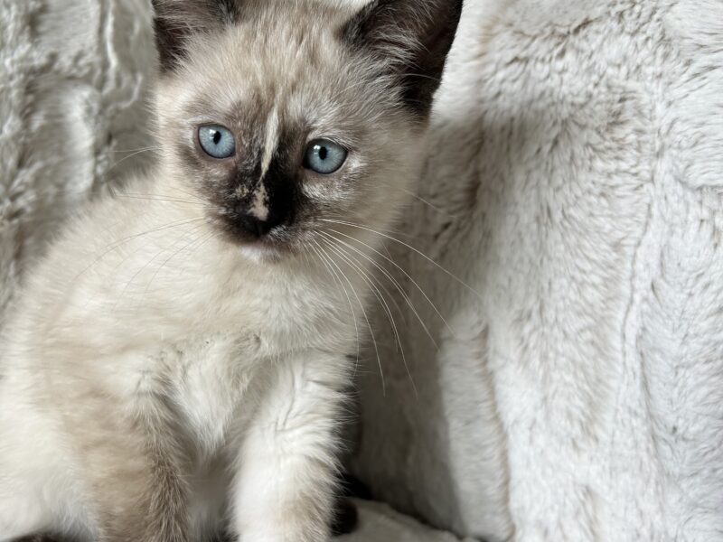 Siamese mix kittens