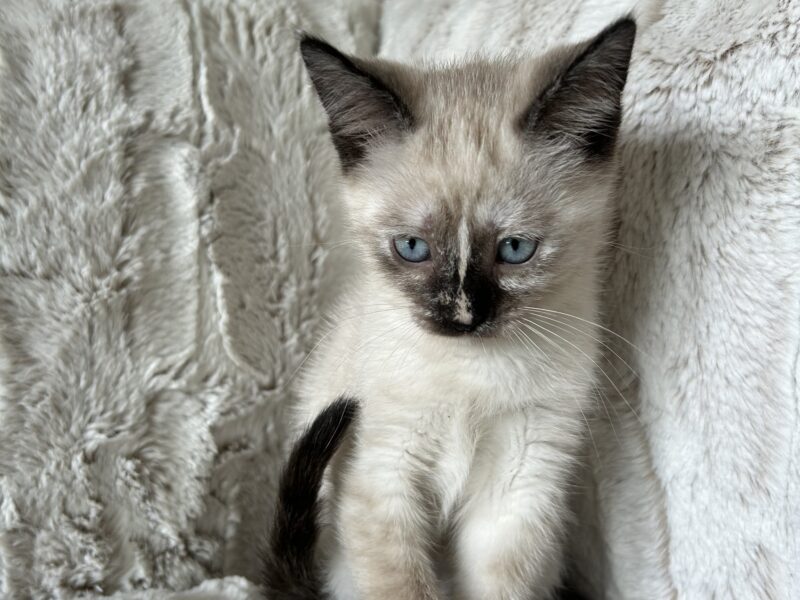 Siamese mix kittens