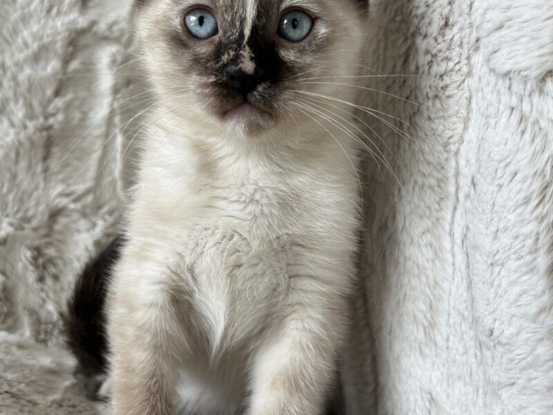 Siamese mix kittens