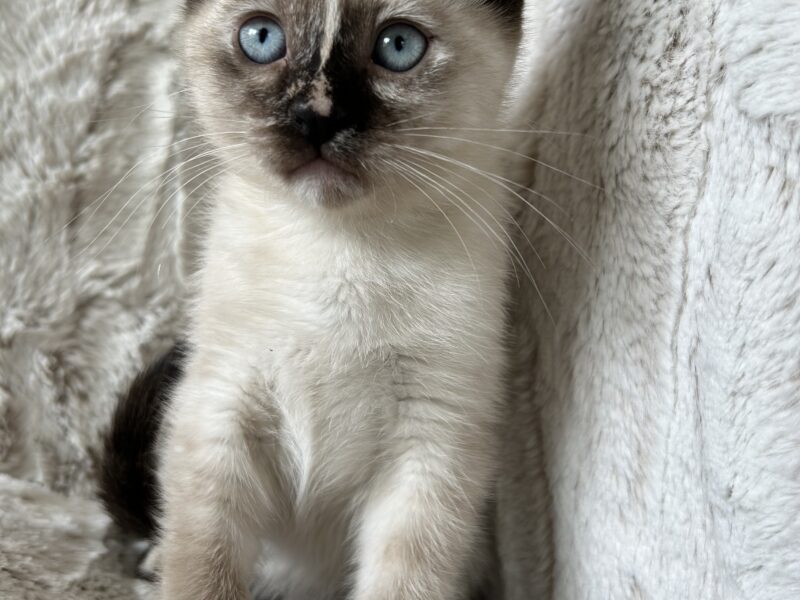 Siamese mix kittens