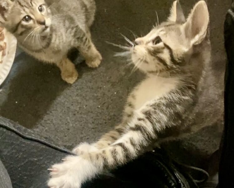 Tiger Stripe Twins