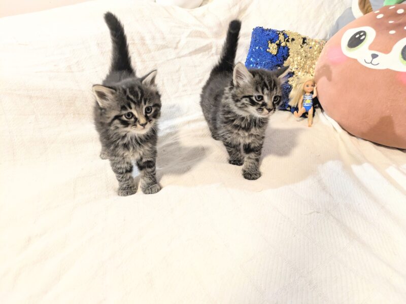 8 week old kittens email me: DeanAnnabella@outlook.com