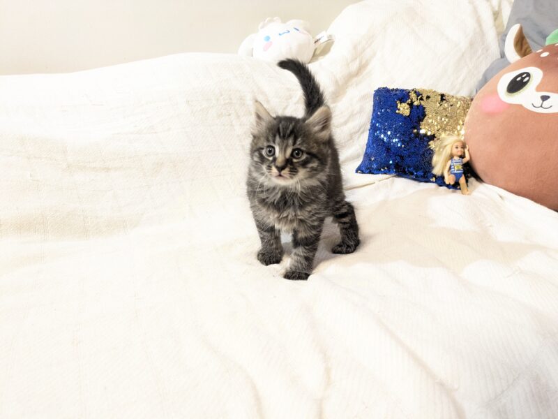 8 week old kittens email me: DeanAnnabella@outlook.com