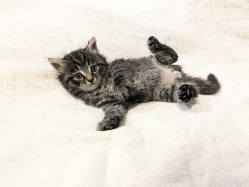 8 week old kittens email me: DeanAnnabella@outlook.com