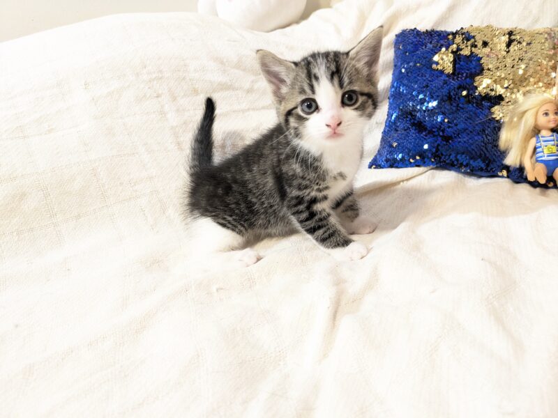 8 week old kittens email me: DeanAnnabella@outlook.com