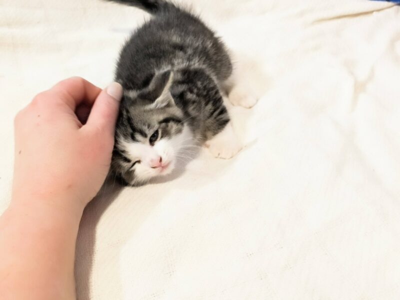 8 week old kittens email me: DeanAnnabella@outlook.com