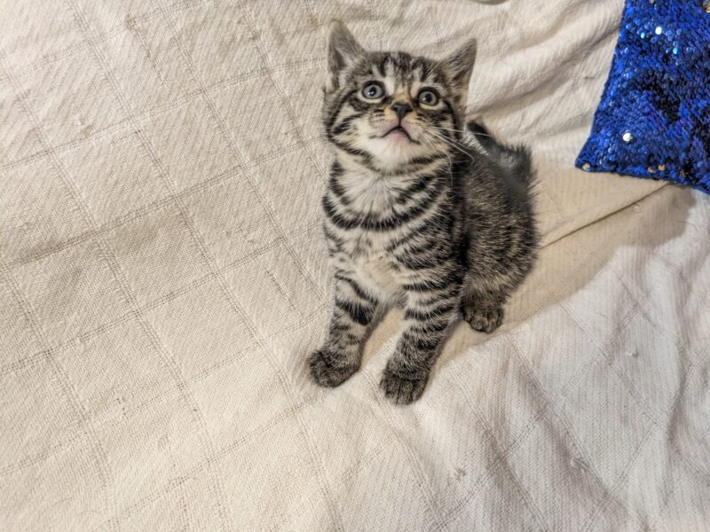 8 week old kittens email me: DeanAnnabella@outlook.com