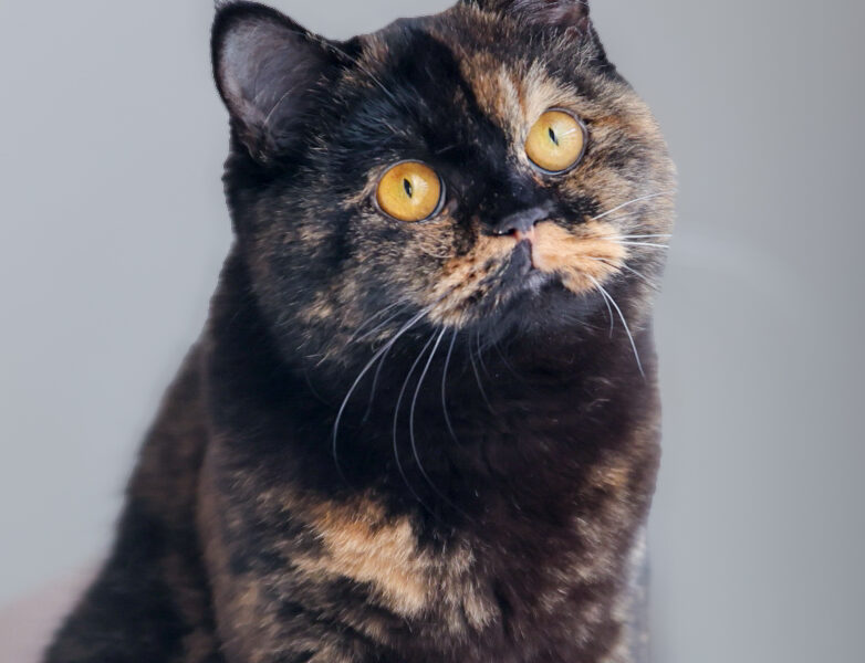 Blue Brits Cattery | British Shorthair kittens
