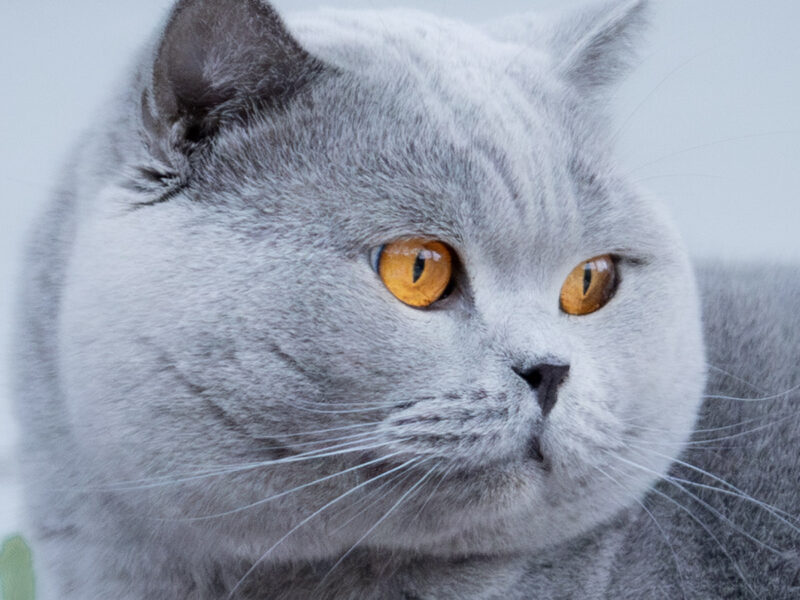 Blue Brits Cattery | British Shorthair kittens
