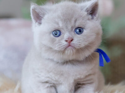 Blue Brits Cattery | British Shorthair kittens