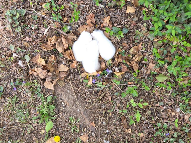 All-White Kittens Rescued from Roadside