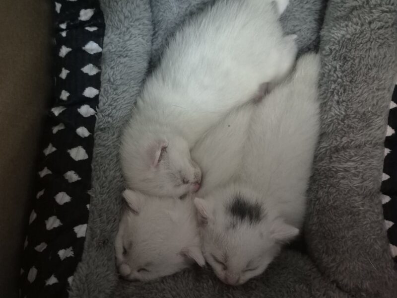 All-White Kittens Rescued from Roadside