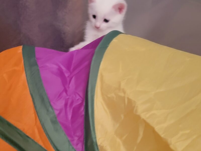 All-White Kittens Rescued from Roadside