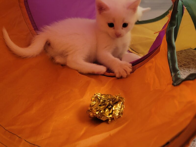 All-White Kittens Rescued from Roadside