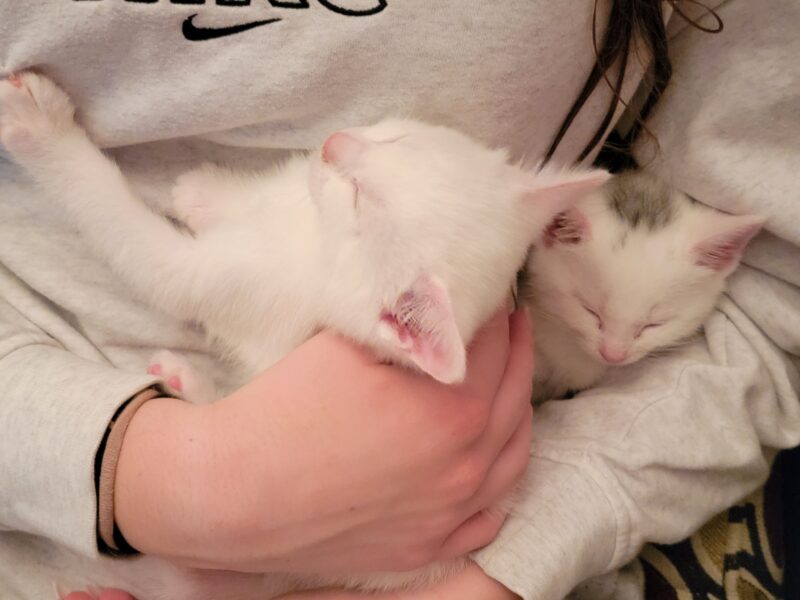 All-White Kittens Rescued from Roadside