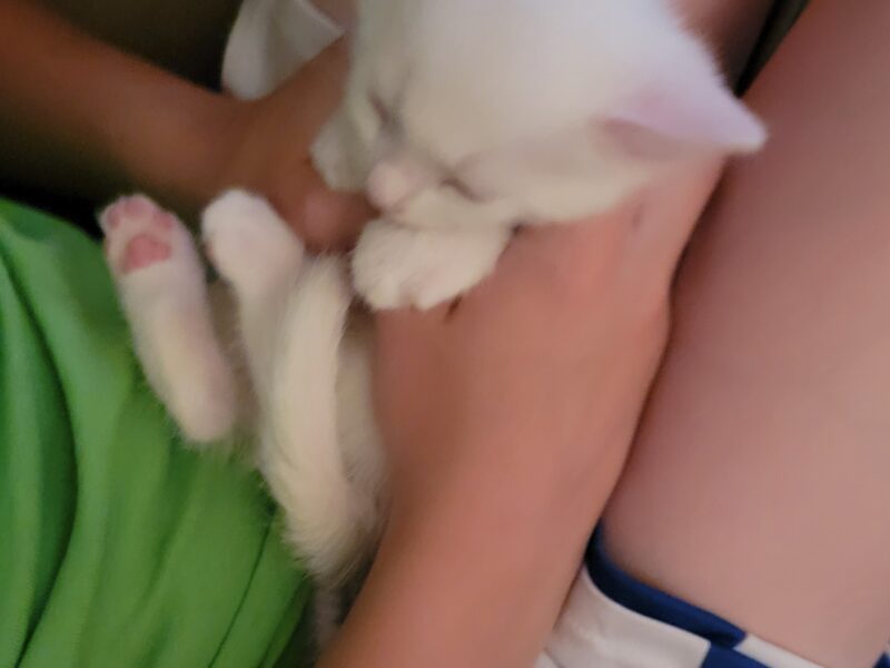 All-White Kittens Rescued from Roadside
