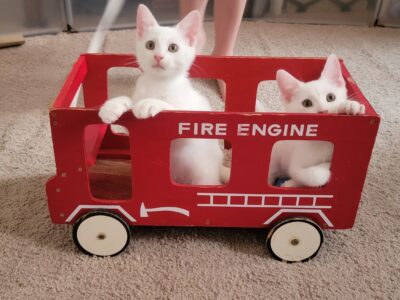 All-White Kittens Rescued from Roadside