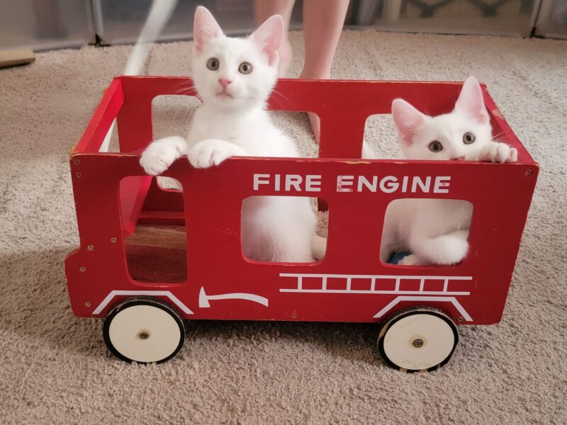 All-White Kittens Rescued from Roadside