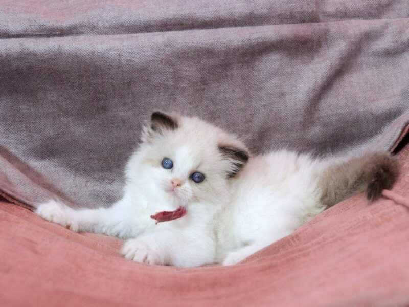 Health ragdoll kittens