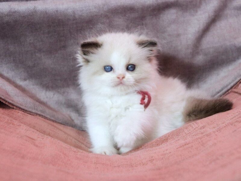 Health ragdoll kittens