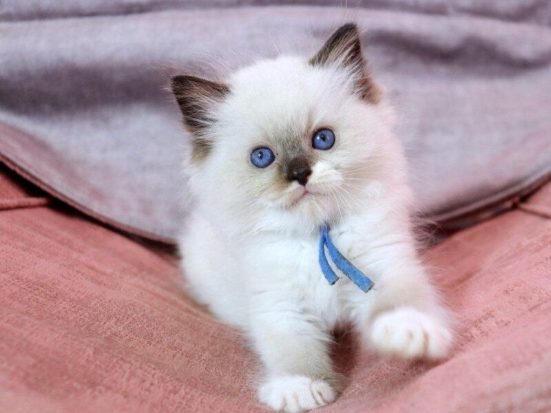 Health ragdoll kittens