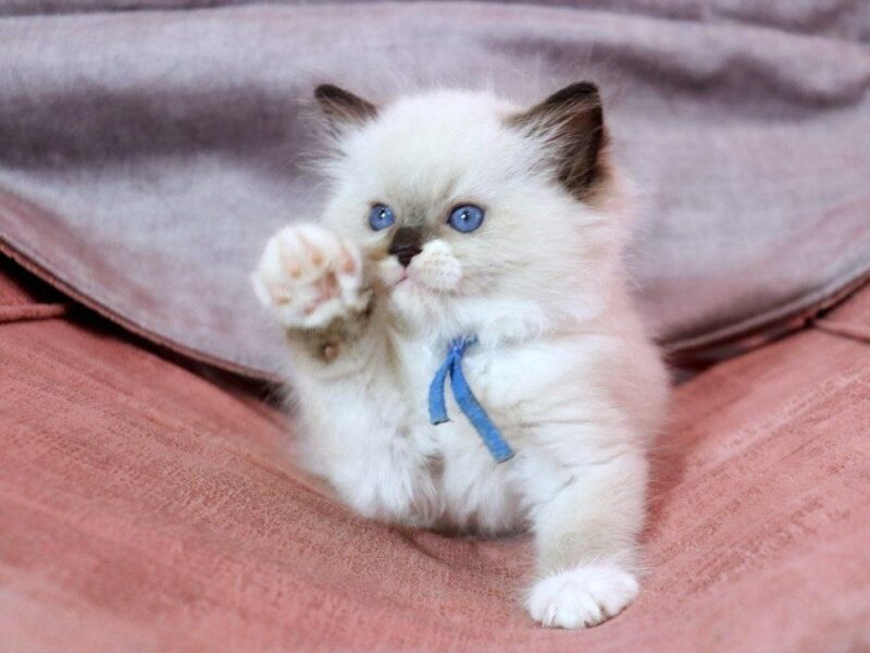 Health ragdoll kittens