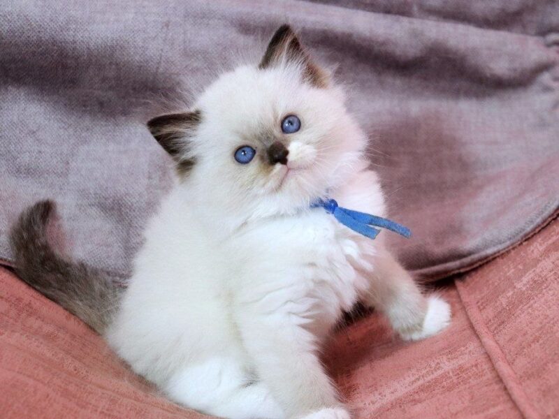 Health ragdoll kittens