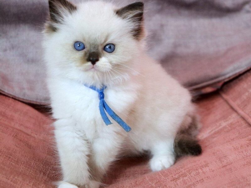 Health ragdoll kittens