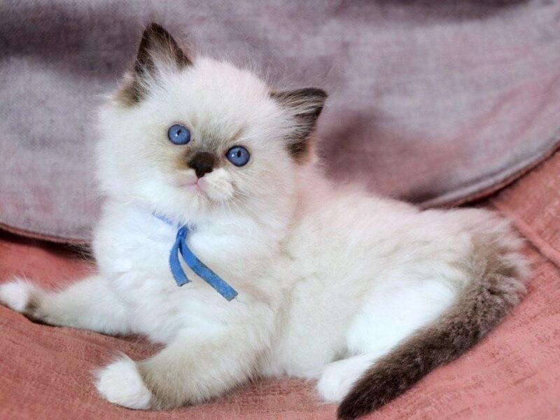 Health ragdoll kittens