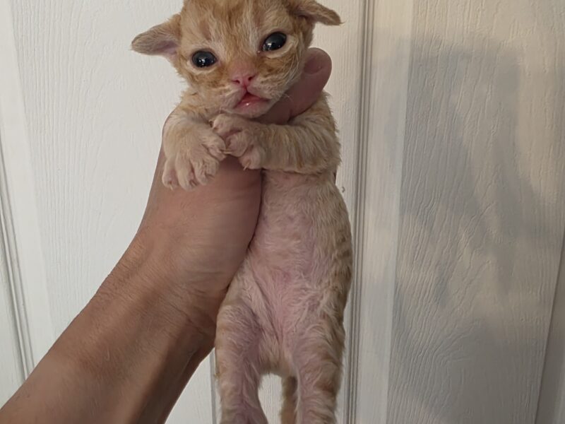 Devon Rex red male