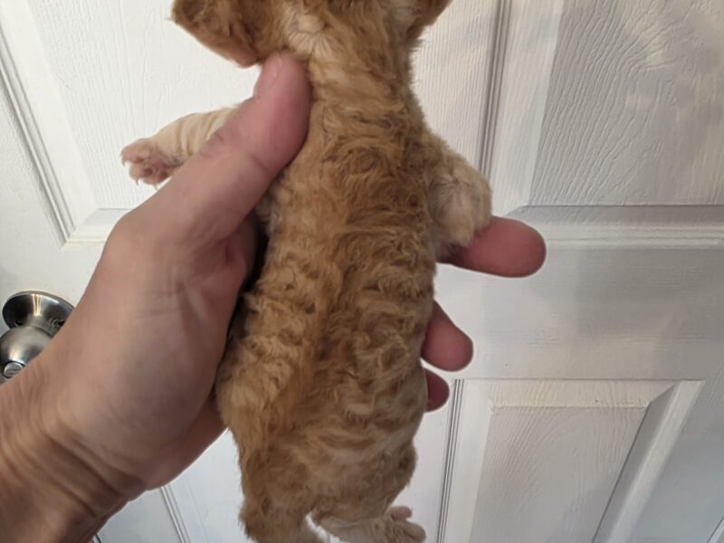 Devon Rex red male