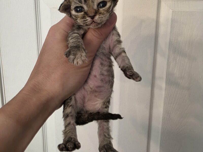 Devon Rex Black tortishelle Female