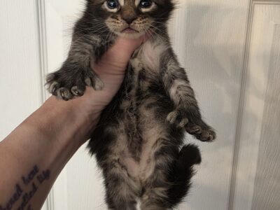 Maine Coon Black silver Polydactyl female