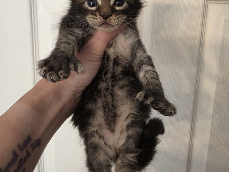Maine Coon Black silver Polydactyl female