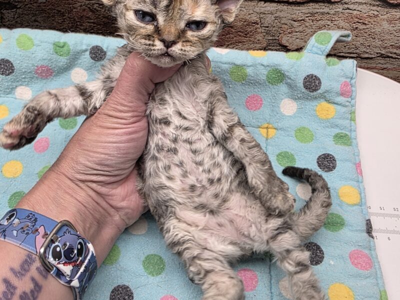 Devon Rex Black tortishelle Female