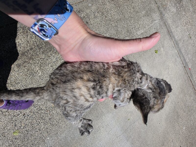 Devon Rex Black tortishelle Female